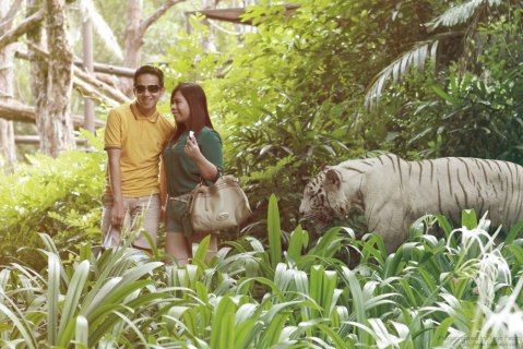 Singapore Zoo Animals Tourist Attraction